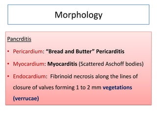 Morphology
Pancrditis
• Pericardium: “Bread and Butter” Pericarditis
• Myocardium: Myocarditis (Scattered Aschoff bodies)
• Endocardium: Fibrinoid necrosis along the lines of
closure of valves forming 1 to 2 mm vegetations
(verrucae)

 