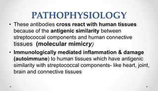 PATHOPHYSIOLOGY
• These antibodies cross react with human tissues
because of the antigenic similarity between
streptococcal components and human connective
tissues (molecular mimicry)
• Immunologically mediated inflammation & damage
(autoimmune) to human tissues which have antigenic
similarity with streptococcal components- like heart, joint,
brain and connective tissues
 