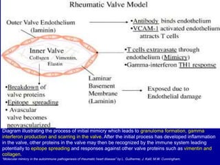 Diagram illustrating the process of initial mimicry which leads to granuloma formation, gamma
interferon production and scarring in the valve. After the initial process has developed inflammation
in the valve, other proteins in the valve may then be recognized by the immune system leading
potentially to epitope spreading and responses against other valve proteins such as vimentin and
collagen.
“Molecular mimicry in the autoimmune pathogenesis of rheumatic heart disease” by L. Guilherme; J. Kalil; M.W. Cunningham.
 