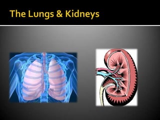 The Lungs & Kidneys