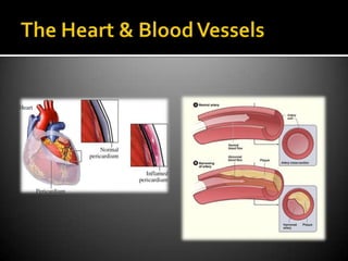 The Heart & Blood Vessels