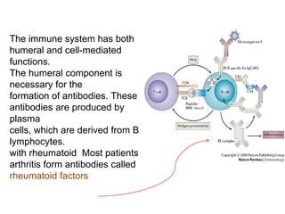 The immune system has both
humeral and cell-mediated
functions.
The humeral component is
necessary for the
formation of antibodies. These
antibodies are produced by
plasma
cells, which are derived from B
lymphocytes.
Most patientswith rheumatoid
arthritis form antibodies called
rheumatoid factors
 