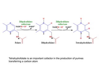Tetrahydrofolate is an important cofactor in the production of purines
transferring a carbon atom
 