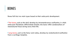 BONES
Bones fall into two main types based on their embryonic development.
✓Flat bones, such as the skull, develop by intramembranous ossification, in which
embryonic fibroblasts differentiate directly into bone within condensations of
mesenchymal tissue during early fetal life.
✓Long bones, such as the femur and radius, develop by endochondral ossification
from a cartilage template.
 