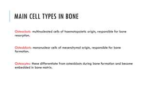 MAIN CELL TYPES IN BONE
Osteoclasts: multinucleated cells of haematopoietic origin, responsible for bone
resorption.
Osteoblasts: mononuclear cells of mesenchymal origin, responsible for bone
formation.
Osteocytes: these differentiate from osteoblasts during bone formation and become
embedded in bone matrix.
 