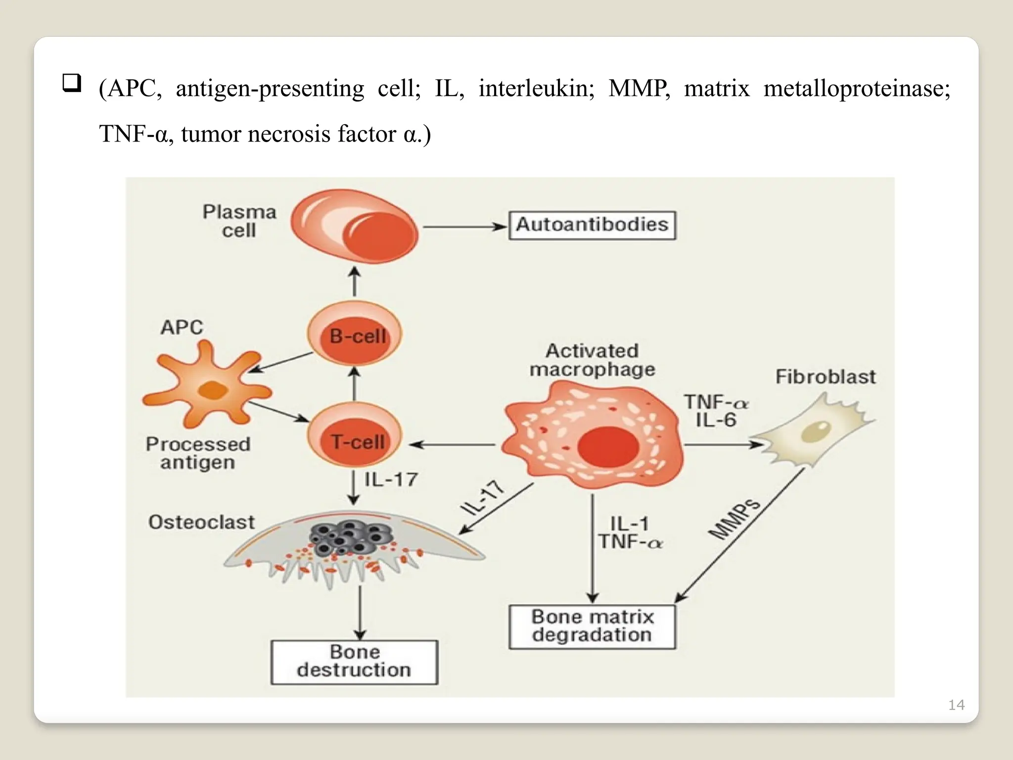 14
 (APC, antigen-presenting cell; IL, interleukin; MMP, matrix metalloproteinase;
TNF-α, tumor necrosis factor α.)
 