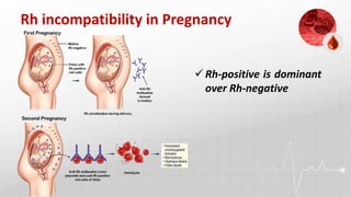 Rh factor and its significance by Prabeen | PPTX