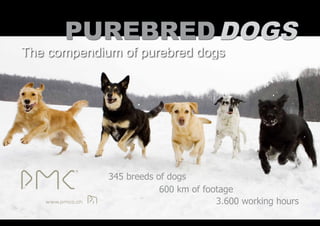 345 breeds of dogs
            600 km of footage
                         3.600 working hours
 