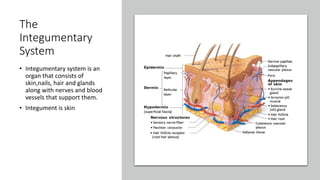 The
Integumentary
System
• Integumentary system is an
organ that consists of
skin,nails, hair and glands
along with nerves and blood
vessels that support them.
• Integument is skin
 