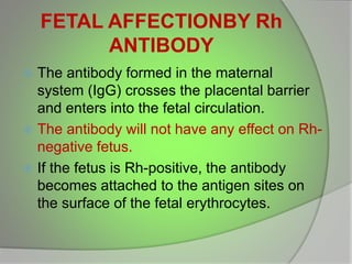 FETAL AFFECTIONBY Rh
ANTIBODY
 The antibody formed in the maternal
system (IgG) crosses the placental barrier
and enters into the fetal circulation.
 The antibody will not have any effect on Rh-
negative fetus.
 If the fetus is Rh-positive, the antibody
becomes attached to the antigen sites on
the surface of the fetal erythrocytes.
 