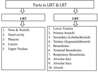 Parts in URT & LRT
URT
1. Nose & Nostrils
2. Nasal cavity
3. Pharynx
4. Larynx
5. Upper Trachea
LRT
1. Lower Trachea
2. Primary bronchi
3. Secondary (Lobular)bronchi
4. Tertiary (Segmental)bronchi
5. Bronchioles
6. Terminal Bronchioles
7. Respiratory Bronchioles
8. Alveolar duct
9. Alveolar Sacs
10. Alveoli
 