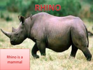 Rhino is a
mammal
 