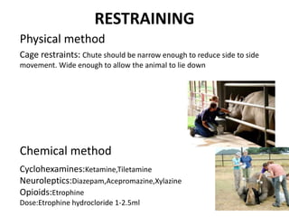 RESTRAINING
Physical method
Cage restraints: Chute should be narrow enough to reduce side to side
movement. Wide enough to allow the animal to lie down
Chemical method
Cyclohexamines:Ketamine,Tiletamine
Neuroleptics:Diazepam,Acepromazine,Xylazine
Opioids:Etrophine
Dose:Etrophine hydrocloride 1-2.5ml
 