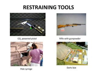 Rifle with gunpowder
CO2 powered pistol
Pole syringe
Darts box
RESTRAINING TOOLS
 