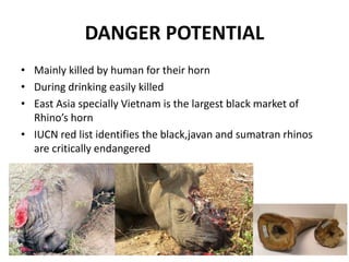 DANGER POTENTIAL
• Mainly killed by human for their horn
• During drinking easily killed
• East Asia specially Vietnam is the largest black market of
Rhino’s horn
• IUCN red list identifies the black,javan and sumatran rhinos
are critically endangered
 