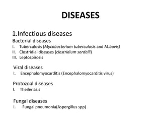 DISEASES
1.Infectious diseases
Bacterial diseases
I. Tuberculosis (Mycobacterium tuberculosis and M.bovis)
II. Clostridial diseases (clostridium sordelli)
III. Leptospirosis
Viral diseases
I. Encephalomyocarditis (Encephalomyocarditis virus)
Protozoal diseases
I. Theileriasis
Fungal diseases
I. Fungal pneumonia(Aspergillus spp)
 