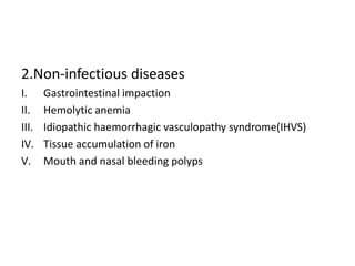 2.Non-infectious diseases
I. Gastrointestinal impaction
II. Hemolytic anemia
III. Idiopathic haemorrhagic vasculopathy syndrome(IHVS)
IV. Tissue accumulation of iron
V. Mouth and nasal bleeding polyps
 