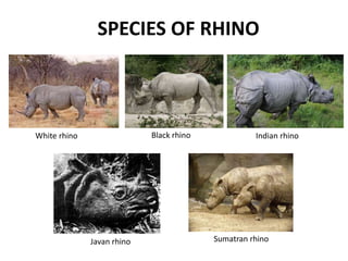 SPECIES OF RHINO
White rhino Black rhino Indian rhino
Javan rhino Sumatran rhino
 