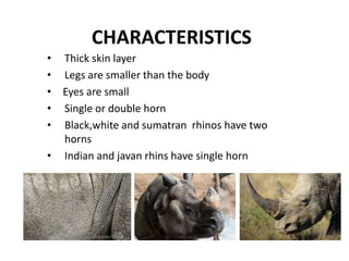 CHARACTERISTICS
• Thick skin layer
• Legs are smaller than the body
• Eyes are small
• Single or double horn
• Black,white and sumatran rhinos have two
horns
• Indian and javan rhins have single horn
 