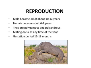REPRODUCTION
• Male become adult about 10-12 years
• Female become adult 6-7 years
• They are polygamous and polyandrous
• Mating occur at any time of the year
• Gestation period 16-18 months
 