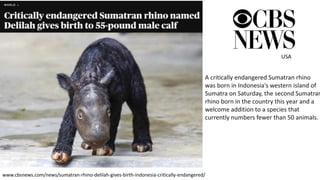 New Sumatra Rhino baby media coverage 2023