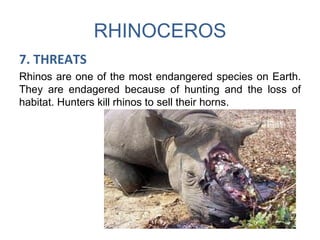 RHINOCEROS
7. THREATS
Rhinos are one of the most endangered species on Earth.
They are endagered because of hunting and the loss of
habitat. Hunters kill rhinos to sell their horns.