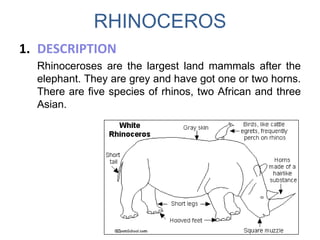RHINOCEROS
1. DESCRIPTION
Rhinoceroses are the largest land mammals after the
elephant. They are grey and have got one or two horns.
There are five species of rhinos, two African and three
Asian.