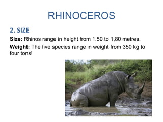 RHINOCEROS
2. SIZE
Size: Rhinos range in height from 1,50 to 1,80 metres.
Weight: The five species range in weight from 350 kg to
four tons!