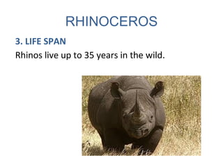 RHINOCEROS
3. LIFE SPAN
Rhinos live up to 35 years in the wild.