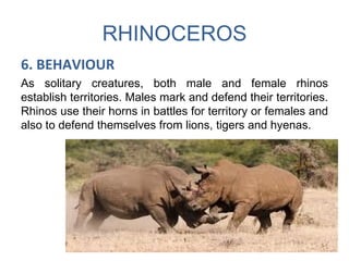 RHINOCEROS
6. BEHAVIOUR
As solitary creatures, both male and female rhinos
establish territories. Males mark and defend their territories.
Rhinos use their horns in battles for territory or females and
also to defend themselves from lions, tigers and hyenas.