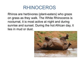 RHINOCEROS
Rhinos are herbivores (plant-eaters) who graze
on grass as they walk. The White Rhinoceros is
nocturnal, it is most active at night and during
sunrise and sunset. During the hot African day, it
lies in mud or dust.