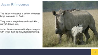 11
Javan Rhinoceros
The Javan rhinoceros is one of the rarest
large mammals on Earth.
They have a single horn and a wrinkled,
grayish-brown skin.
Javan rhinoceros are critically endangered,
with fewer than 80 individuals remaining.
 