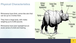 2
Physical Characteristics
Rhinoceros have thick, armor-like skin that
can be up to 2 inches thick.
They have a large body, with males
weighing up to 5,000 pounds.
Rhinoceros have poor eyesight but an
acute sense of smell and hearing.
 