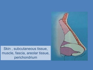 Skin , subcutaneous tissue,
muscle, fascia, areolar tissue,
        perichondrium
 