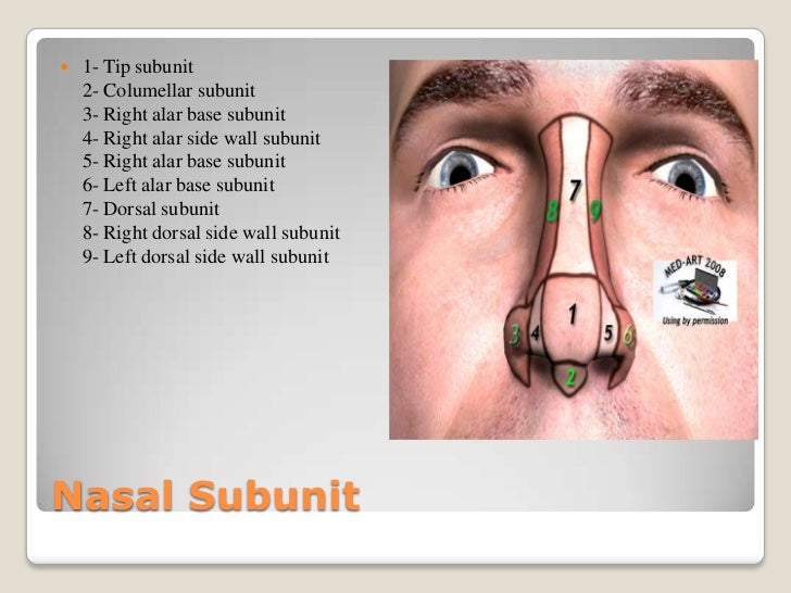 Rhinoplasty (Nose Anatomy)