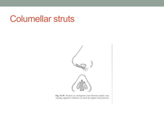 Columellar struts
 
