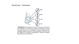 Scroll area - Variations:
 