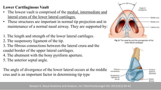 Lower Cartilaginous Vault
• The lowest vault is comprised of the medial, intermediate and
lateral crura of the lower lateral cartilages.
• These structures are important in normal tip projection and in
maintenance of a normal nasal airway. They are supported by:
1. The length and strength of the lower lateral cartilages.
2. The suspensory ligament of the tip.
3. The fibrous connections between the lateral crura and the
caudal border of the upper lateral cartilages.
4. The abutment with the bony pyriform aperture.
5. The anterior septal angle.
The angle of divergence of the lower lateral occurs at the middle
crus and is an important factor in determining tip type
Kenyon G. Nasal Anatomy and Analysis. Int J Otorhinolaryngol Clin 2013;5(1):34-42.
 
