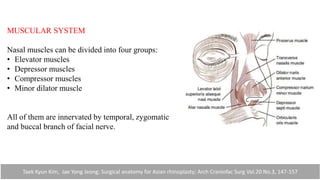 MUSCULAR SYSTEM
Nasal muscles can be divided into four groups:
• Elevator muscles
• Depressor muscles
• Compressor muscles
• Minor dilator muscle
All of them are innervated by temporal, zygomatic
and buccal branch of facial nerve.
Taek Kyun Kim, Jae Yong Jeong; Surgical anatomy for Asian rhinoplasty; Arch Craniofac Surg Vol.20 No.3, 147-157
 