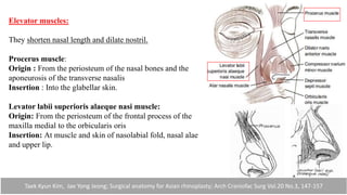 Elevator muscles:
They shorten nasal length and dilate nostril.
Procerus muscle:
Origin : From the periosteum of the nasal bones and the
aponeurosis of the transverse nasalis
Insertion : Into the glabellar skin.
Levator labii superioris alaeque nasi muscle:
Origin: From the periosteum of the frontal process of the
maxilla medial to the orbicularis oris
Insertion: At muscle and skin of nasolabial fold, nasal alae
and upper lip.
Taek Kyun Kim, Jae Yong Jeong; Surgical anatomy for Asian rhinoplasty; Arch Craniofac Surg Vol.20 No.3, 147-157
 