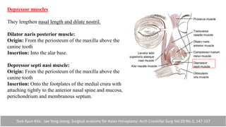 Depressor muscles
They lengthen nasal length and dilate nostril.
Dilator naris posterior muscle:
Origin: From the periosteum of the maxilla above the
canine tooth
Insertion: Into the alar base.
Depressor septi nasi muscle:
Origin: From the periosteum of the maxilla above the
canine tooth
Insertion: Onto the footplates of the medial crura with
attaching tightly to the anterior nasal spine and mucosa,
perichondrium and membranous septum.
Taek Kyun Kim, Jae Yong Jeong; Surgical anatomy for Asian rhinoplasty; Arch Craniofac Surg Vol.20 No.3, 147-157
 