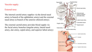 Vascular supply:
External nose:
The internal carotid artery supplies via the dorsal nasal
artery (a branch of the ophthalmic artery) and the external
nasal artery (a branch of the anterior ethmoid artery).
The external carotid artery provides blood supply via
the facial artery branches (angular artery, lateral nasal
artery, alar artery, septal artery, and superior labial artery)
 
