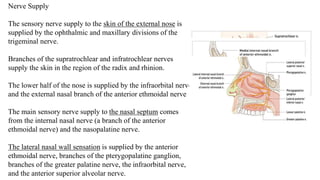 Nerve Supply
The sensory nerve supply to the skin of the external nose is
supplied by the ophthalmic and maxillary divisions of the
trigeminal nerve.
Branches of the supratrochlear and infratrochlear nerves
supply the skin in the region of the radix and rhinion.
The lower half of the nose is supplied by the infraorbital nerve
and the external nasal branch of the anterior ethmoidal nerve
The main sensory nerve supply to the nasal septum comes
from the internal nasal nerve (a branch of the anterior
ethmoidal nerve) and the nasopalatine nerve.
The lateral nasal wall sensation is supplied by the anterior
ethmoidal nerve, branches of the pterygopalatine ganglion,
branches of the greater palatine nerve, the infraorbital nerve,
and the anterior superior alveolar nerve.
 