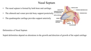 Nasal Septum
• The nasal septum is formed by both bone and cartilage.
• The ethmoid and vomer provide bony support posteriorly.
• The quadrangular cartilage provides support anteriorly
Deformities of Nasal Septum
Septal deformities depend on alterations in the growth and direction of growth of the septal cartilage
 