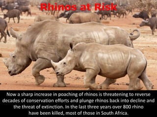Now a sharp increase in poaching of rhinos is threatening to reverse
decades of conservation efforts and plunge rhinos back into decline and
the threat of extinction. In the last three years over 800 rhino
have been killed, most of those in South Africa.
 