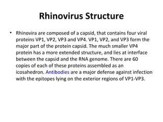 Rhinovirus Structure
• Rhinovira are composed of a capsid, that contains four viral
proteins VP1, VP2, VP3 and VP4. VP1, VP2, and VP3 form the
major part of the protein capsid. The much smaller VP4
protein has a more extended structure, and lies at interface
between the capsid and the RNA genome. There are 60
copies of each of these proteins assembled as an
icosahedron. Antibodies are a major defense against infection
with the epitopes lying on the exterior regions of VP1-VP3.

 