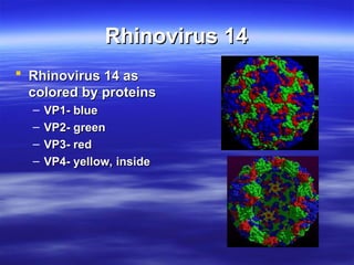 Rhinovirus y sus funciones y características | PPT