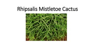 Rhipsalis Mistletoe Cactus
 