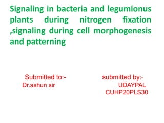 Signaling in bacteria and legumionus
plants during nitrogen fixation
,signaling during cell morphogenesis
and patterning
Submitted to:- submitted by:-
Dr.ashun sir UDAYPAL
CUHP20PLS30
 
