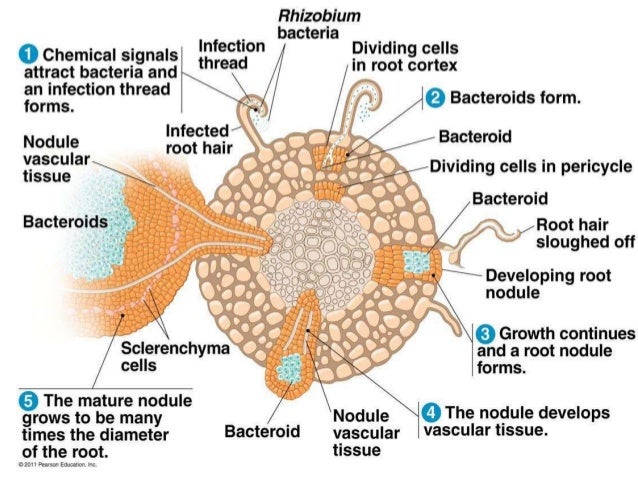 Rhizobium
